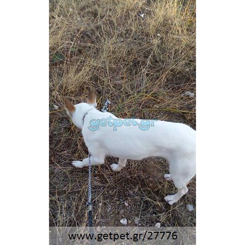 Δίνεται για υιοθεσία - χαρίζεται σκυλίτσα Cretan Hound - Κρητικός Λαγωνικός