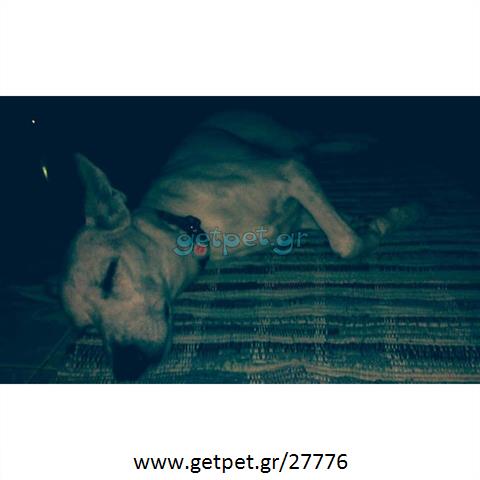 Δίνεται για υιοθεσία - χαρίζεται σκυλίτσα Cretan Hound - Κρητικός Λαγωνικός