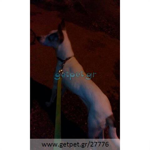 Δίνεται για υιοθεσία - χαρίζεται σκυλίτσα Cretan Hound - Κρητικός Λαγωνικός