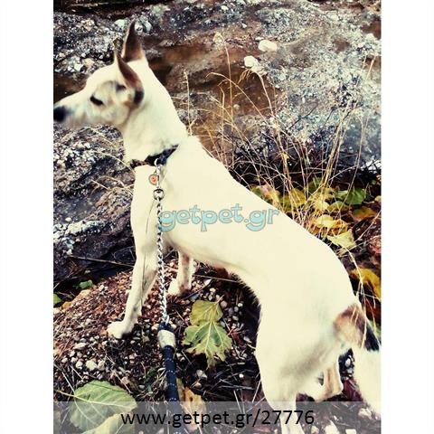 Δίνεται για υιοθεσία - χαρίζεται σκυλίτσα Cretan Hound - Κρητικός Λαγωνικός
