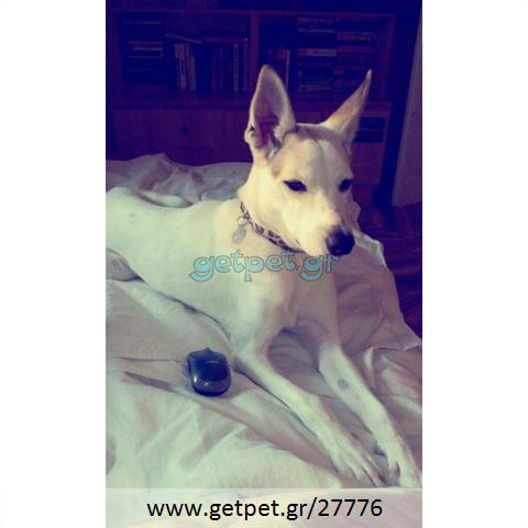 Δίνεται για υιοθεσία - χαρίζεται σκυλίτσα Cretan Hound - Κρητικός Λαγωνικός