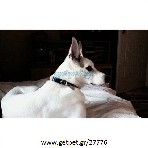 Δίνεται για υιοθεσία - χαρίζεται σκυλίτσα Cretan Hound - Κρητικός Λαγωνικός