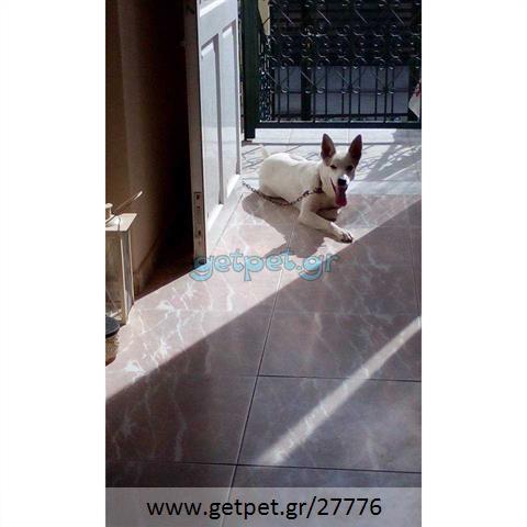 Δίνεται για υιοθεσία - χαρίζεται σκυλίτσα Cretan Hound - Κρητικός Λαγωνικός