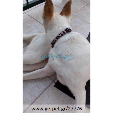 Δίνεται για υιοθεσία - χαρίζεται σκυλίτσα Cretan Hound - Κρητικός Λαγωνικός