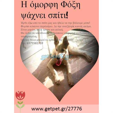 Δίνεται για υιοθεσία - χαρίζεται σκυλίτσα Cretan Hound - Κρητικός Λαγωνικός