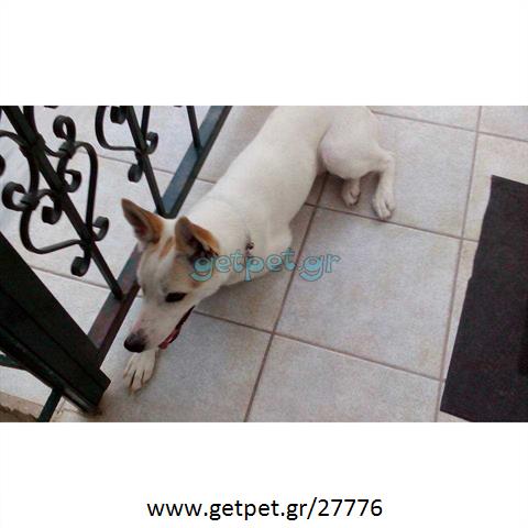 Δίνεται για υιοθεσία - χαρίζεται σκυλίτσα Cretan Hound - Κρητικός Λαγωνικός