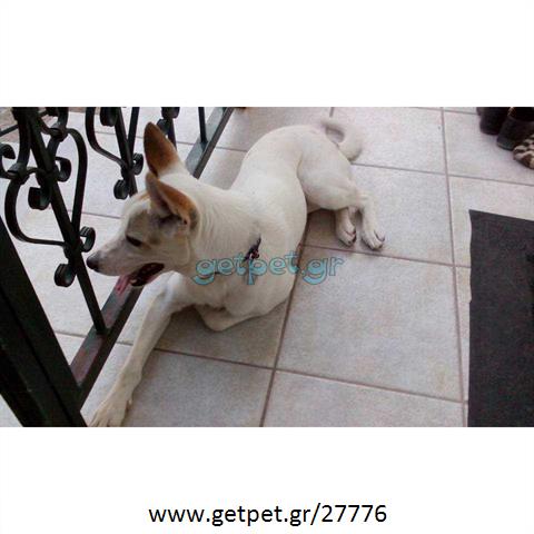 Δίνεται για υιοθεσία - χαρίζεται σκυλίτσα Cretan Hound - Κρητικός Λαγωνικός