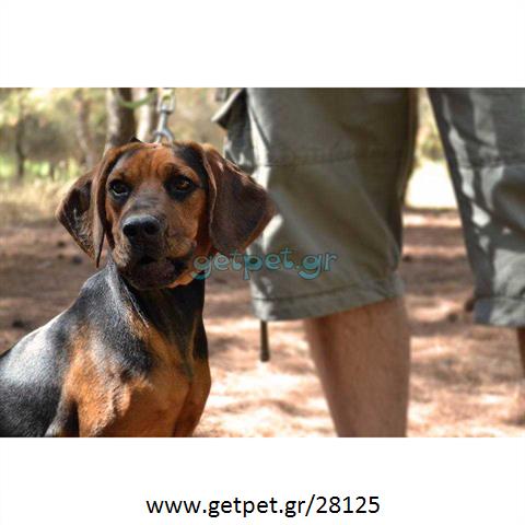 Δίνεται για υιοθεσία - χαρίζεται ημίαιμη σκυλίτσα Basset Hound - Μπασέ Χάουντ