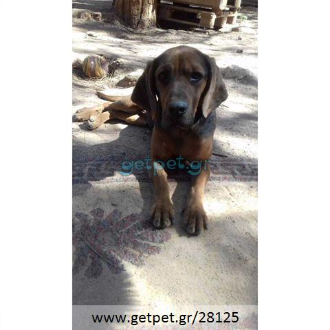 Δίνεται για υιοθεσία - χαρίζεται ημίαιμη σκυλίτσα Basset Hound - Μπασέ Χάουντ