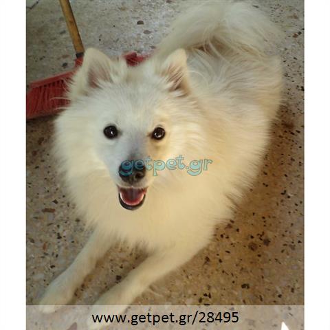 Δίνεται για υιοθεσία - χαρίζεται σκυλάκος Pomeranian - Πομεράνιαν