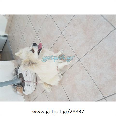 Δίνεται για υιοθεσία - χαρίζεται σκυλίτσα Pomeranian - Πομεράνιαν