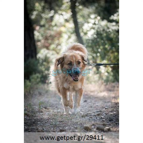 Δίνεται για υιοθεσία - χαρίζεται ημίαιμος σκυλάκος Bernese Mountain Dog - Ορεινός σκύλος Βέρνης