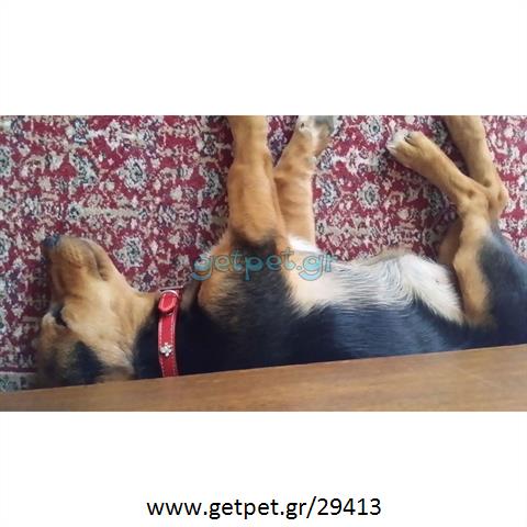 Δίνεται για υιοθεσία - χαρίζεται ημίαιμη σκυλίτσα Cardigan Welsh Corgi - Κόργκι