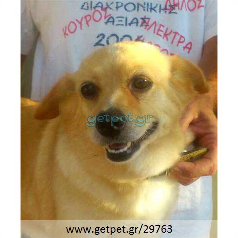 Δίνεται για υιοθεσία - χαρίζεται ημίαιμη σκυλίτσα Pomeranian - Πομεράνιαν
