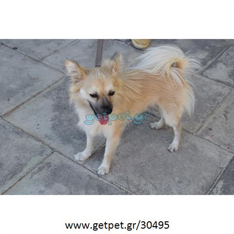 Δίνεται για υιοθεσία - χαρίζεται σκυλάκος Pomeranian - Πομεράνιαν