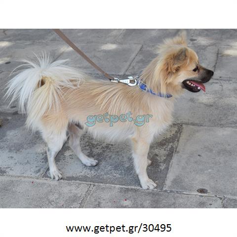 Δίνεται για υιοθεσία - χαρίζεται σκυλάκος Pomeranian - Πομεράνιαν
