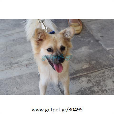 Δίνεται για υιοθεσία - χαρίζεται σκυλάκος Pomeranian - Πομεράνιαν