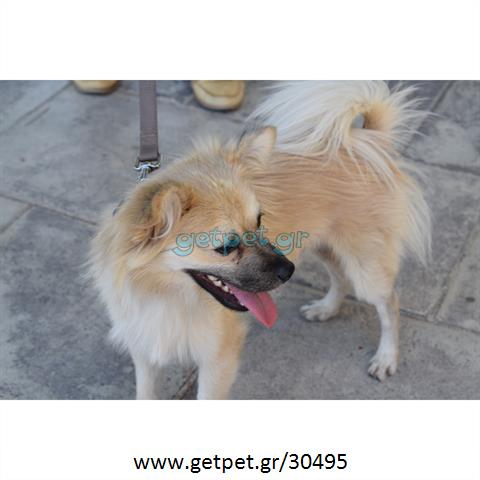 Δίνεται για υιοθεσία - χαρίζεται σκυλάκος Pomeranian - Πομεράνιαν