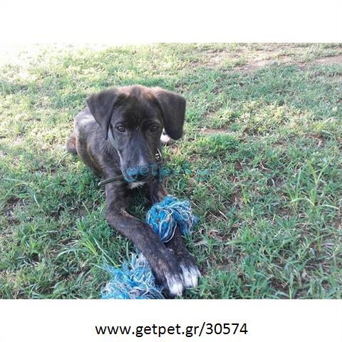 Δίνεται για υιοθεσία - χαρίζεται ημίαιμος σκυλάκος Presa Canario - Πρέσα Κανάριο