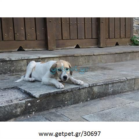 Δίνεται για υιοθεσία - χαρίζεται σκυλίτσα Balkan - Mπάλκαν