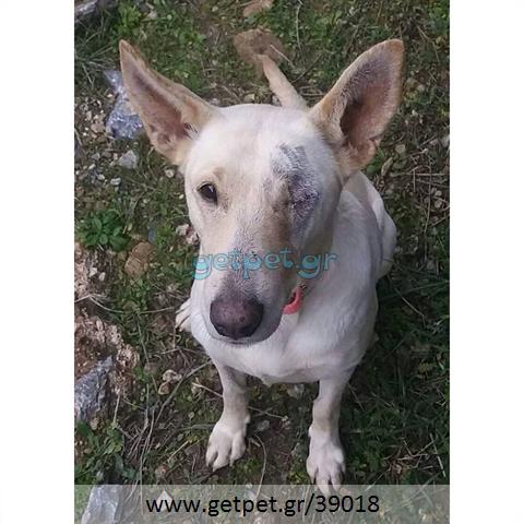 Δίνεται για υιοθεσία - χαρίζεται σκυλίτσα Cretan Hound - Κρητικός Λαγωνικός