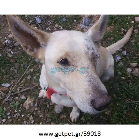 Δίνεται για υιοθεσία - χαρίζεται σκυλίτσα Cretan Hound - Κρητικός Λαγωνικός