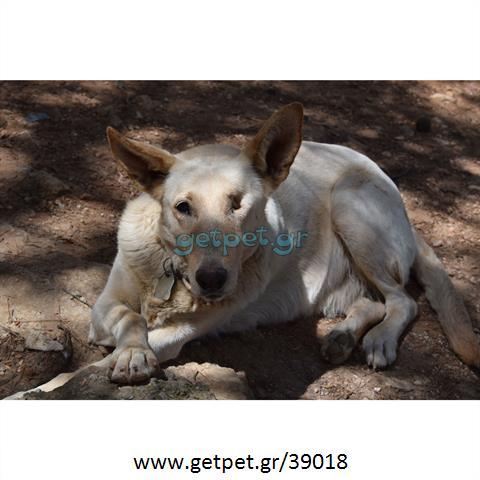 Δίνεται για υιοθεσία - χαρίζεται σκυλίτσα Cretan Hound - Κρητικός Λαγωνικός