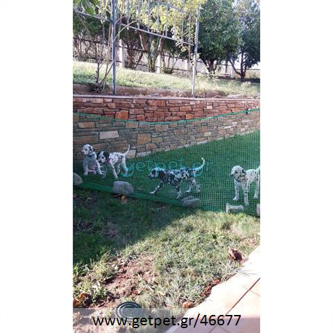 Δίνεται για υιοθεσία - χαρίζεται σκυλίτσα Dalmatian -Δαλματίας