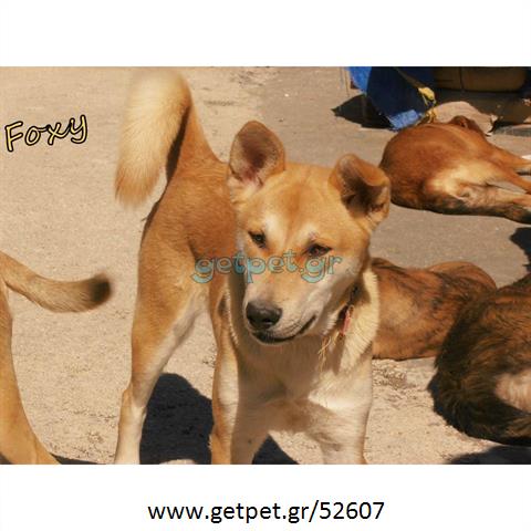 Δίνεται για υιοθεσία - χαρίζεται ημίαιμη σκυλίτσα Akita Inu - Ακίτα