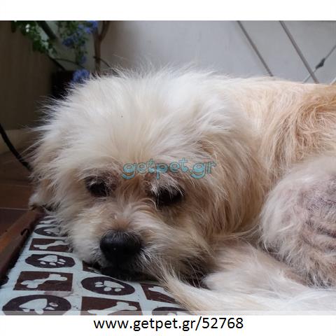 Δίνεται για υιοθεσία - χαρίζεται ημίαιμος σκυλάκος Maltese - Μαλτέζ