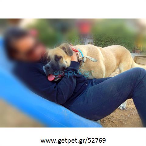 Δίνεται για υιοθεσία - χαρίζεται σκυλίτσα Bull Mastiff - Μπουλ Μαστίφ 