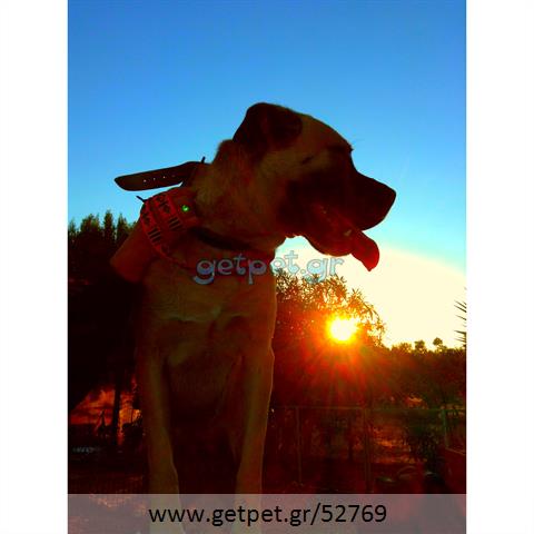 Δίνεται για υιοθεσία - χαρίζεται σκυλίτσα Bull Mastiff - Μπουλ Μαστίφ 