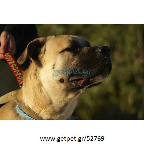 Δίνεται για υιοθεσία - χαρίζεται σκυλίτσα Bull Mastiff - Μπουλ Μαστίφ 