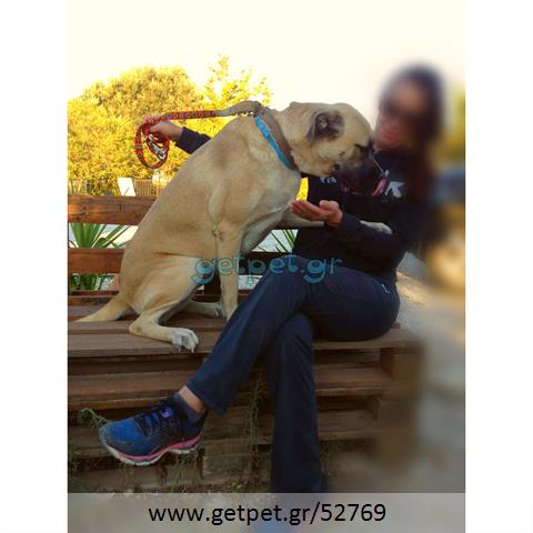 Δίνεται για υιοθεσία - χαρίζεται σκυλίτσα Bull Mastiff - Μπουλ Μαστίφ 
