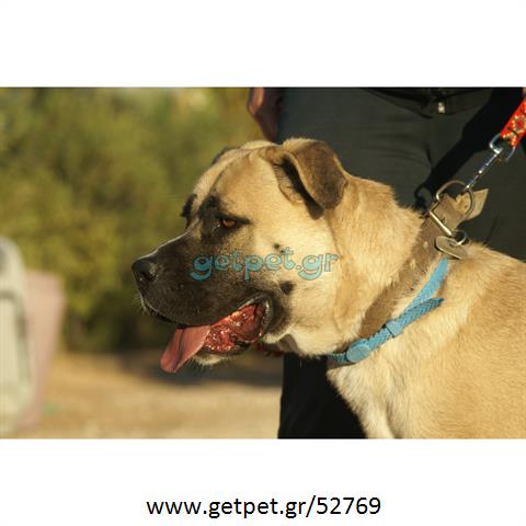 Δίνεται για υιοθεσία - χαρίζεται σκυλίτσα Bull Mastiff - Μπουλ Μαστίφ 