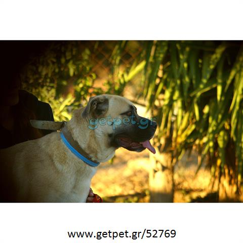 Δίνεται για υιοθεσία - χαρίζεται σκυλίτσα Bull Mastiff - Μπουλ Μαστίφ 