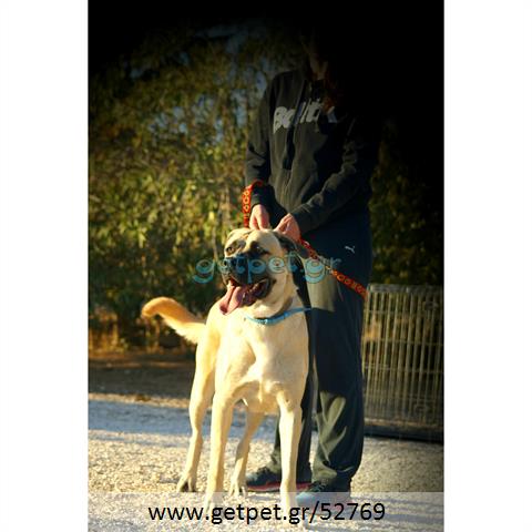 Δίνεται για υιοθεσία - χαρίζεται σκυλίτσα Bull Mastiff - Μπουλ Μαστίφ 