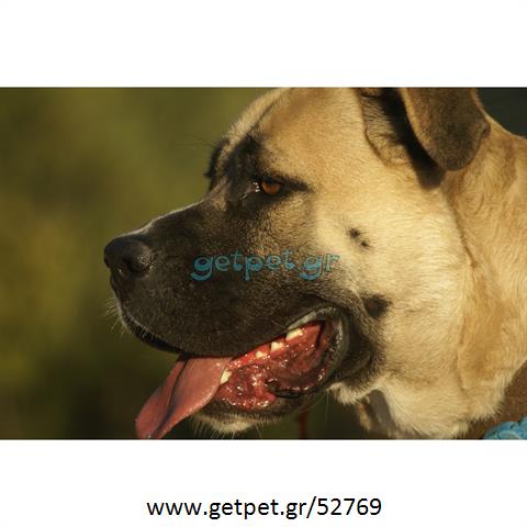 Δίνεται για υιοθεσία - χαρίζεται σκυλίτσα Bull Mastiff - Μπουλ Μαστίφ 
