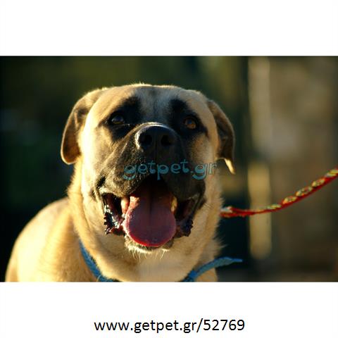 Δίνεται για υιοθεσία - χαρίζεται σκυλίτσα Bull Mastiff - Μπουλ Μαστίφ 