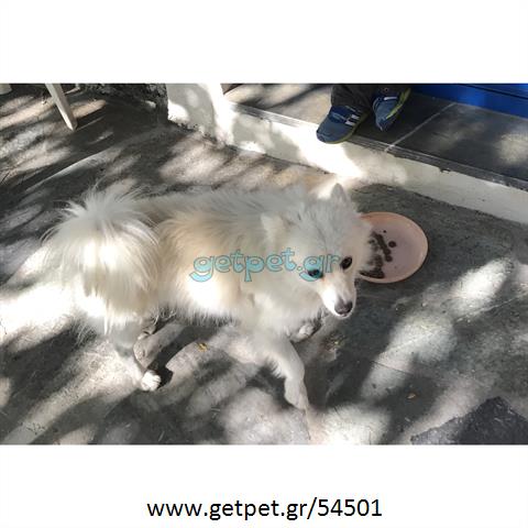 Δίνεται για υιοθεσία - χαρίζεται σκυλάκος Pomeranian - Πομεράνιαν