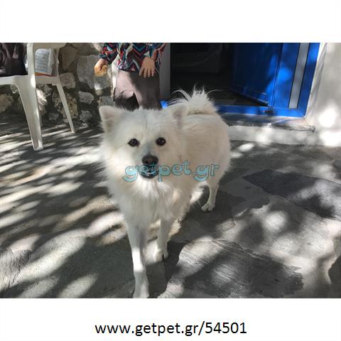 Δίνεται για υιοθεσία - χαρίζεται σκυλάκος Pomeranian - Πομεράνιαν