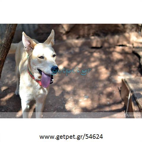 Δίνεται για υιοθεσία - χαρίζεται ημίαιμη σκυλίτσα Canadian White Shepherd Dog - Καναδέζικο Λυκόσκυλο