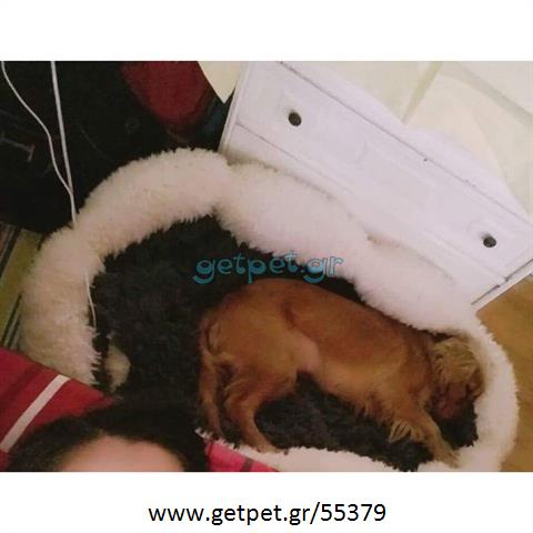 Δίνεται για υιοθεσία - χαρίζεται σκυλίτσα Coker Spaniel - Κόκερ Σπάνιελ