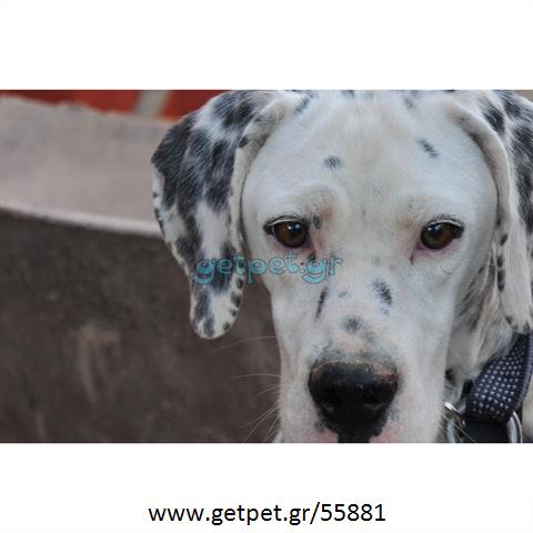 Δίνεται για υιοθεσία - χαρίζεται σκυλάκος Dalmatian -Δαλματίας
