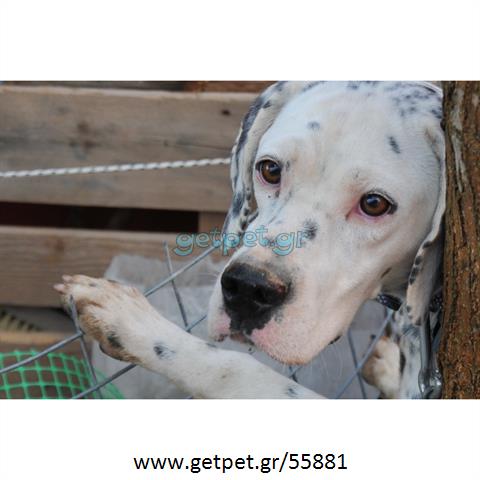 Δίνεται για υιοθεσία - χαρίζεται σκυλάκος Dalmatian -Δαλματίας