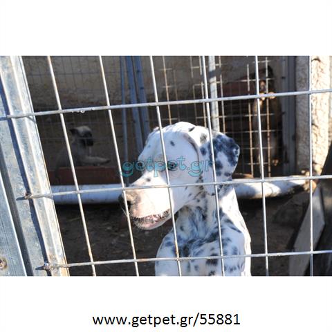 Δίνεται για υιοθεσία - χαρίζεται σκυλάκος Dalmatian -Δαλματίας