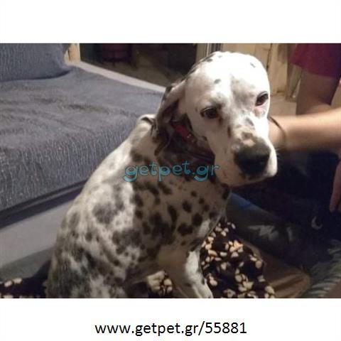 Δίνεται για υιοθεσία - χαρίζεται σκυλάκος Dalmatian -Δαλματίας