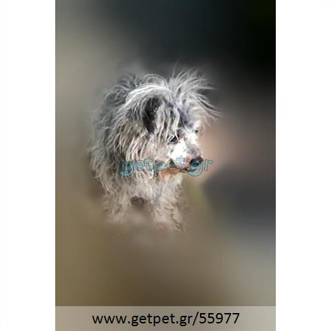 Δίνεται για υιοθεσία - χαρίζεται ημίαιμη σκυλίτσα Yorkshire Terrier - Γιορκσάιρ Τεριέ – Γιόρκι