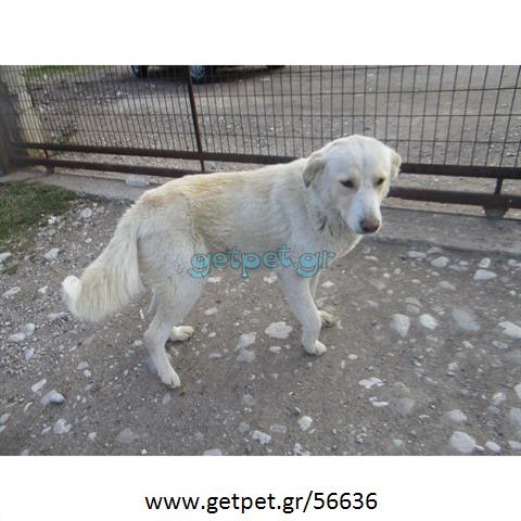 Δίνεται για υιοθεσία - χαρίζεται σκυλίτσα Greek White Sheepdog - Λευκό Ελληνικό Τσοπανόσκυλο