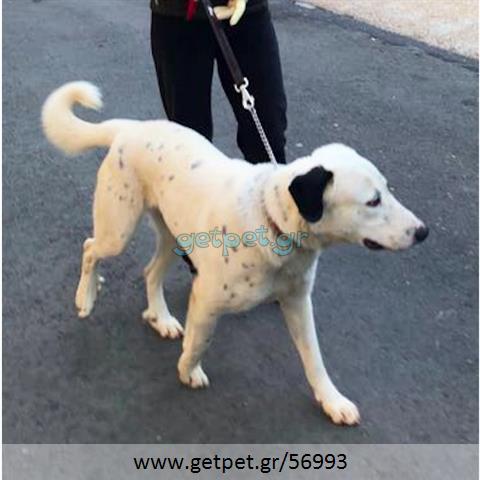 Δίνεται για υιοθεσία - χαρίζεται ημίαιμος σκυλάκος Greek White Sheepdog - Λευκό Ελληνικό Τσοπανόσκυλο